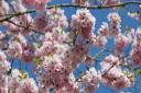 Accolade Cherry (Prunus 'Accolade')