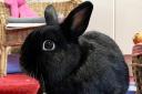 Mamba the rabbit needs a new home