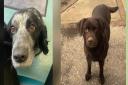 Stolen - A fiver year old chocolate Labrador and nine year old spaniel have been stolen folowing a burglary