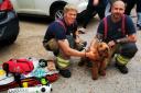 Saved - Firefighters with Waffle the cockapoo