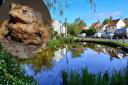 A Toadwatch group is being set up in Docking