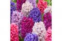 Hyacinth 'Berries and Cream' Mix from You Garden