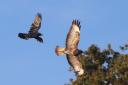 Nature - A Buzzard (Right) and carrion crow at the Wick captured by Wayne Richard Baker