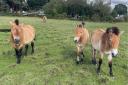 The endangered Przewalski’s horses will help graze the land