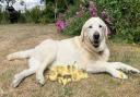 Fred the dog with the brood of orphaned ducklings rescued at Fred and Mountfitchet Castle