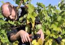 Angus Crowther picks Pinot Meunier grapes at Tuffon Hall in Sible Hedingham.