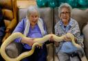 Stansted residents Doreen Barber and Mary Tierney with a snake for Care UK’s Mountfitchet House's version of the TV show, I’m a Celebrity Get Me Out Of Here