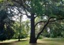 The Cedar of Lebanon at the Gardens of Easton Lodge, Little Easton near Great Dunmow