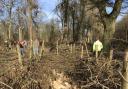 Coppicing volunteers at Hatfield Park Nature Reserve