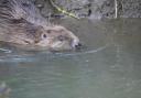 Four new beavers have been introduced at Spains Hall Estate in Finchingfield