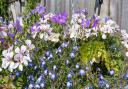 Residents in Hatfield Peverel opened their gardens for charity