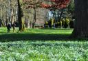 Snowdrops in the glade at the Gardens of Easton Lodge