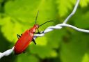 Visitors can celebrate nature this month at the Gardens of Easton Lodge