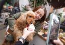 Cocker spaniels are among the dogs invited to Down Hall