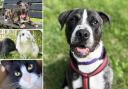 Could you give any of these Essex RSPCA pets a home?