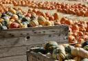 The Cammas Hall Farm Pumpkin Patch