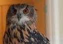 An owl from the birds of prey demonstration at Old Park Meadow