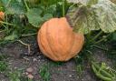 Visitors can buy pumpkins at the Gardens of Easton Lodge October open day