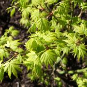 Acer in Japanese style garden