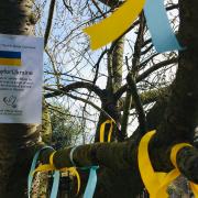 Yellow and blue ribbons on the prayer tree outside St Mary's Church, Great Dunmow where people are being asked to pray for Ukraine