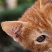 Firefighters from Braintree rescued a cat from a drainpipe in Great Notley (File photo)