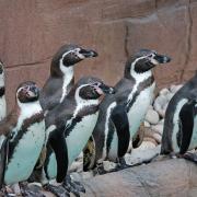 Humboldt Penguins at Colchester Zoo