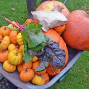 Pumpkins at The Gardens of Easton Lodge.