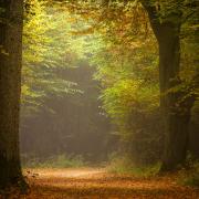 Essex is home to Hatfield Forest (pictured) and Epping Forest, amongst other woodland