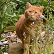 Pets' Corner: Basil has decided he likes Julie, who has fed him for several years