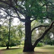 The Cedar of Lebanon at the Gardens of Easton Lodge, Little Easton near Great Dunmow