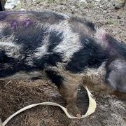 Dolly the pig was trapped in mud in Felsted