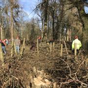 Coppicing volunteers at Hatfield Park Nature Reserve