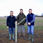 Spains Hall Estate in Finchingfield is introducing biodegradable tree shelters as part of its forestry project