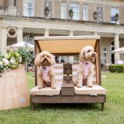 Hundreds of dogs attended the event at Down Hall Hotel