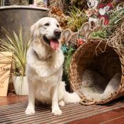 Down Hall Hotel is hosting a Golden Retriever Café