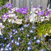 Residents in Hatfield Peverel opened their gardens for charity