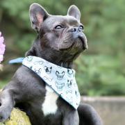 French bulldogs are invited to attend the event