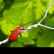 Visitors can celebrate nature this month at the Gardens of Easton Lodge