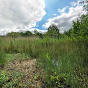 The Stansted Airport habitat area in 2024