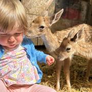 Isabella with the baby fallow deer