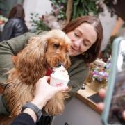 Cocker spaniels are among the dogs invited to Down Hall