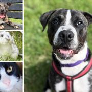 Could you give any of these Essex RSPCA pets a home?