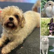 Could you give any of these Essex RSPCA pets a home?