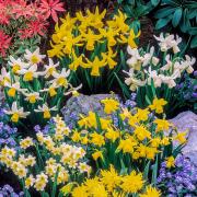 A sign of spring! Miniature Daffodils are on offer via You Garden