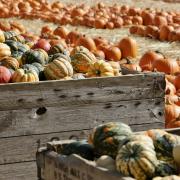 The Cammas Hall Farm Pumpkin Patch