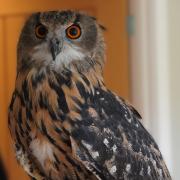 An owl from the birds of prey demonstration at Old Park Meadow