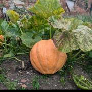 Visitors can buy pumpkins at the Gardens of Easton Lodge October open day