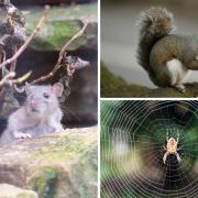 A pest control expert has shared five of the pests you should look out for during autumn and winter