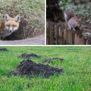 These eight garden pests, including foxes and moles, can cause £1000s worth of damage to your property