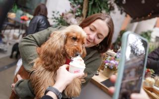 Cocker spaniels are among the dogs invited to Down Hall